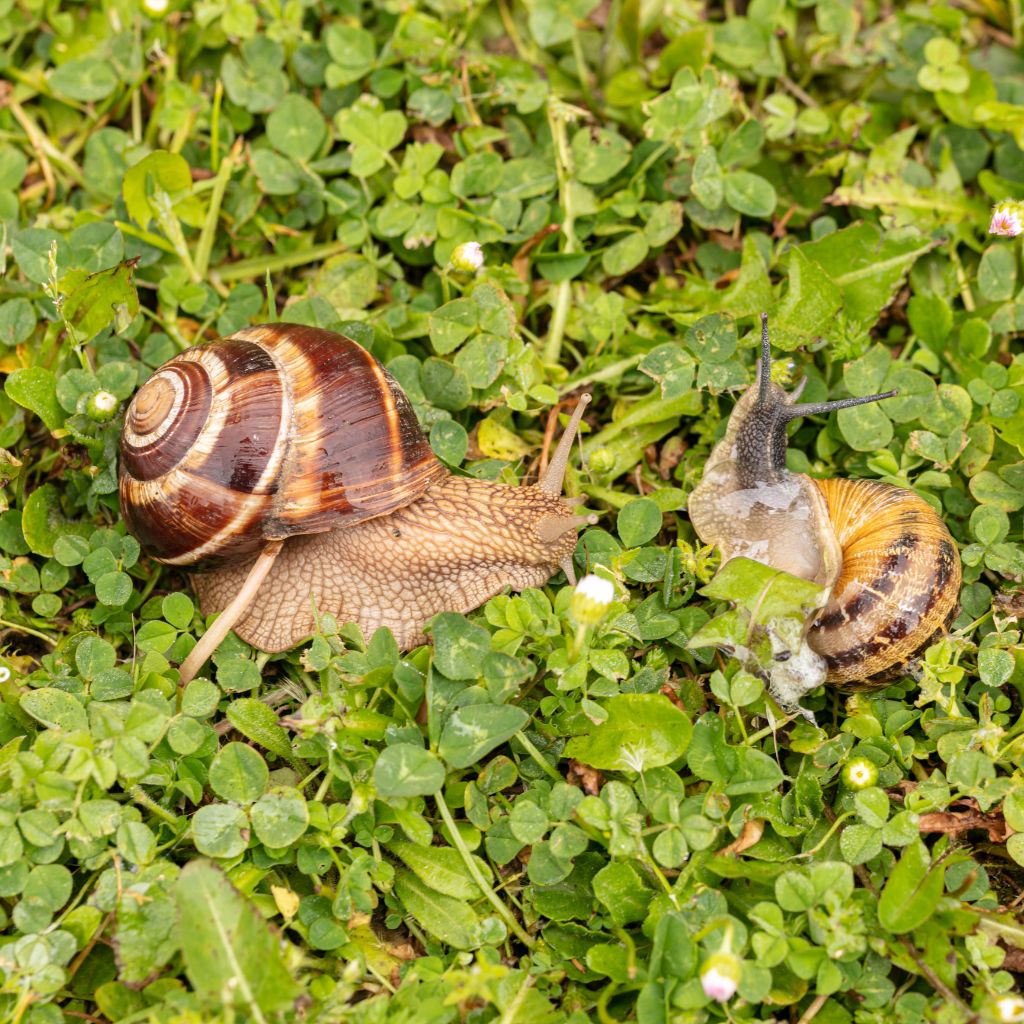 chiocciola-helix aspersa- notizie-La Lumaca Bianca