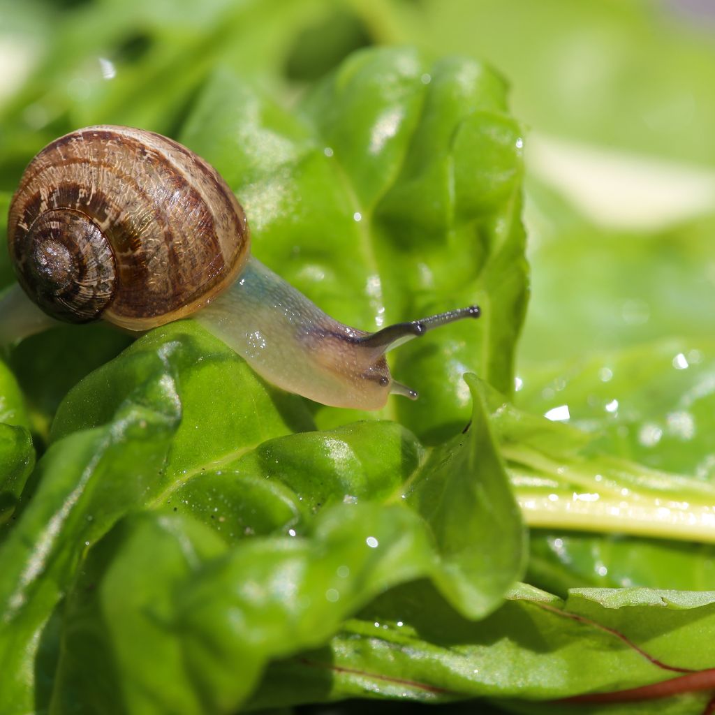 la lumaca bianca alimenta le proprie chiocciole con cibi biologici ed esclusivamente prodotti in azienda - acquista le nostre lumache vive biologiche e italiane - la lumaca bianca